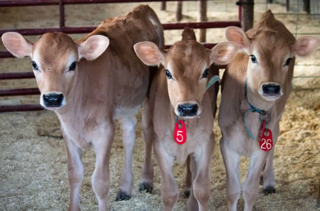 Three jersey calves on a farm in Vermont.