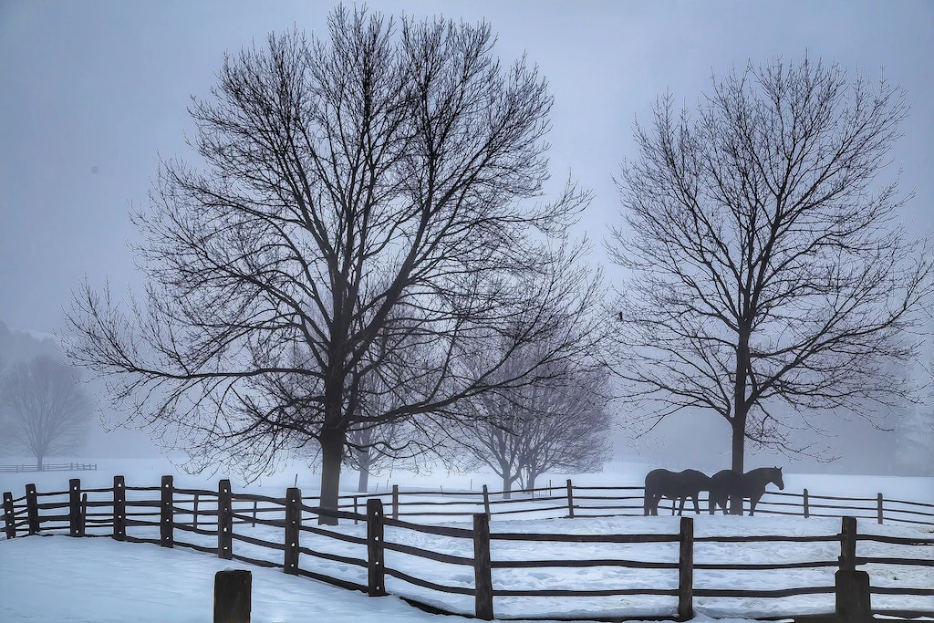 A snowy scene featuring several horses in a fenced pasture in Vermont. 