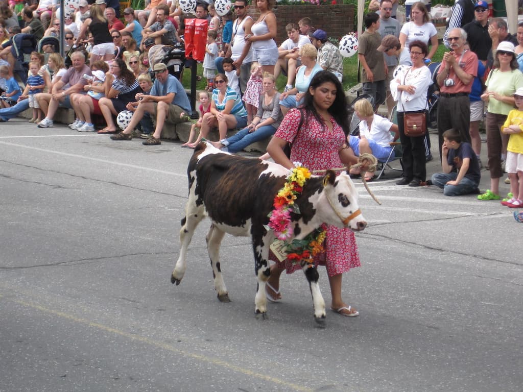 The Strolling of the Heifers in Brattleboro, Vermont.