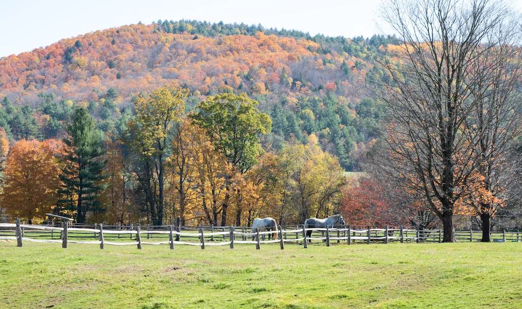 Horses at Billings Farm in Woodstock, Vermont.