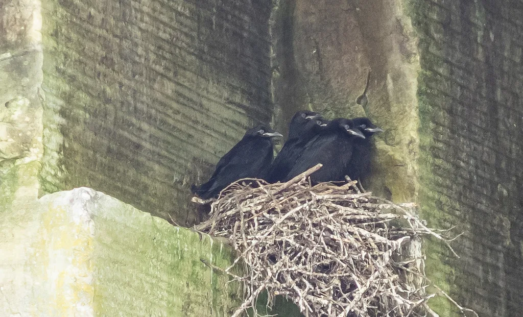 A nest of baby ravens at Gettysburg Quarry in Dorset, Vermont.