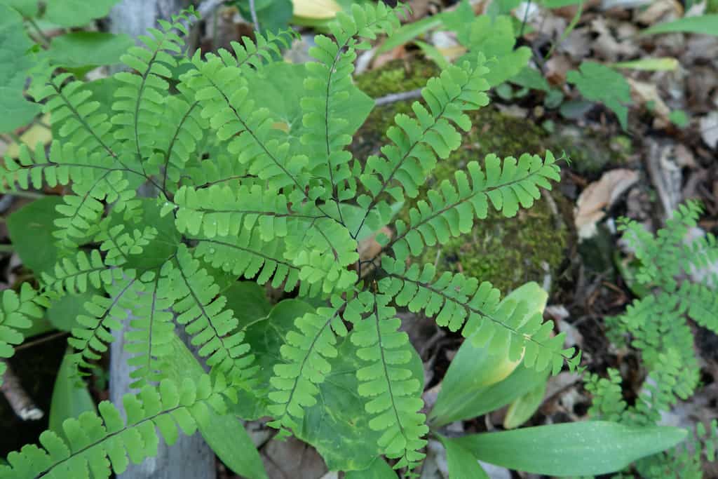 Maidenhair ferns growing on the side of the trail to Gettysburg Quarry.