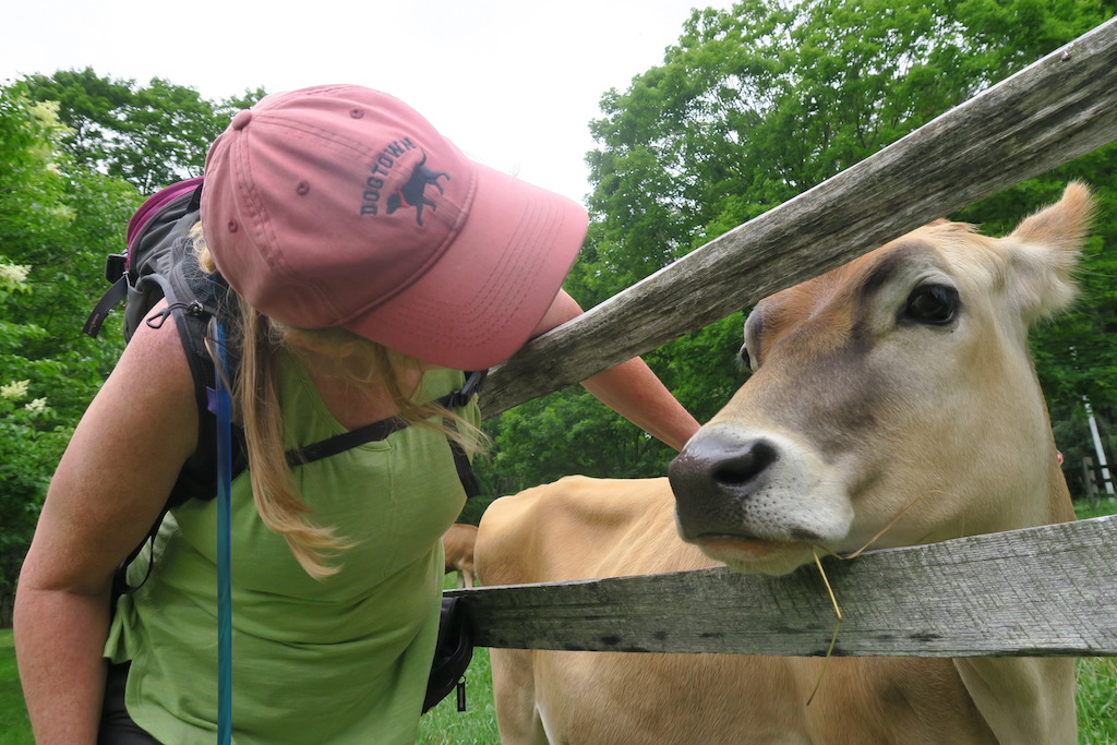 A friendly cow at Billings Farm and Museum in Woodstock, Vermont.