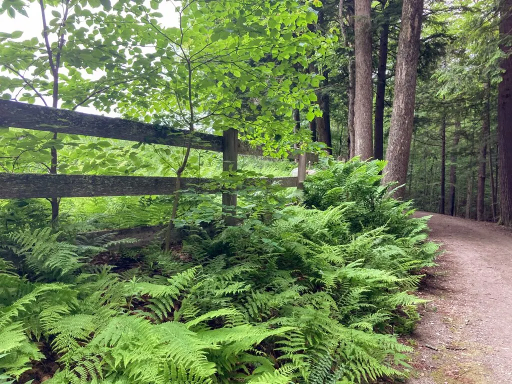 Ferns growing near the south pasture in Marsh-Billings-Rockefeller National Historical Park.