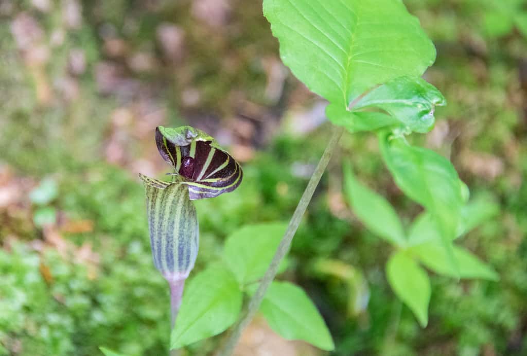 A jack-in-the-pulpit on the Texas Falls Nature Trail.