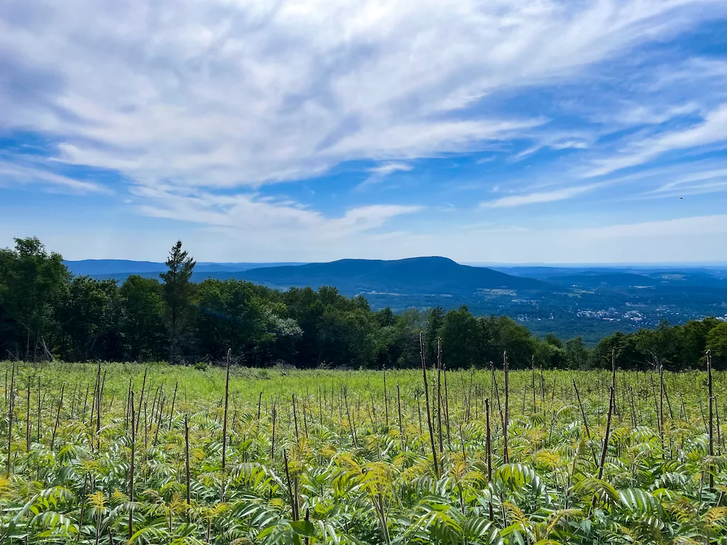 The view of Mount Anthony and Bennington from the top of Harmon Hill.