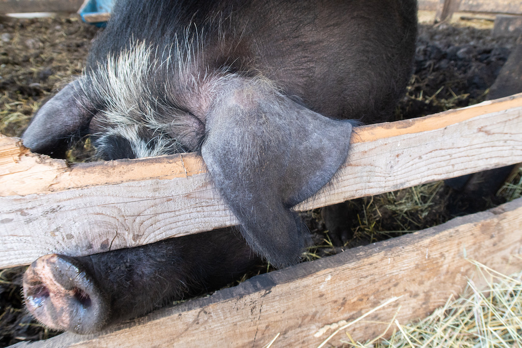 A large brown pig pokes its snout through a wooden fence.