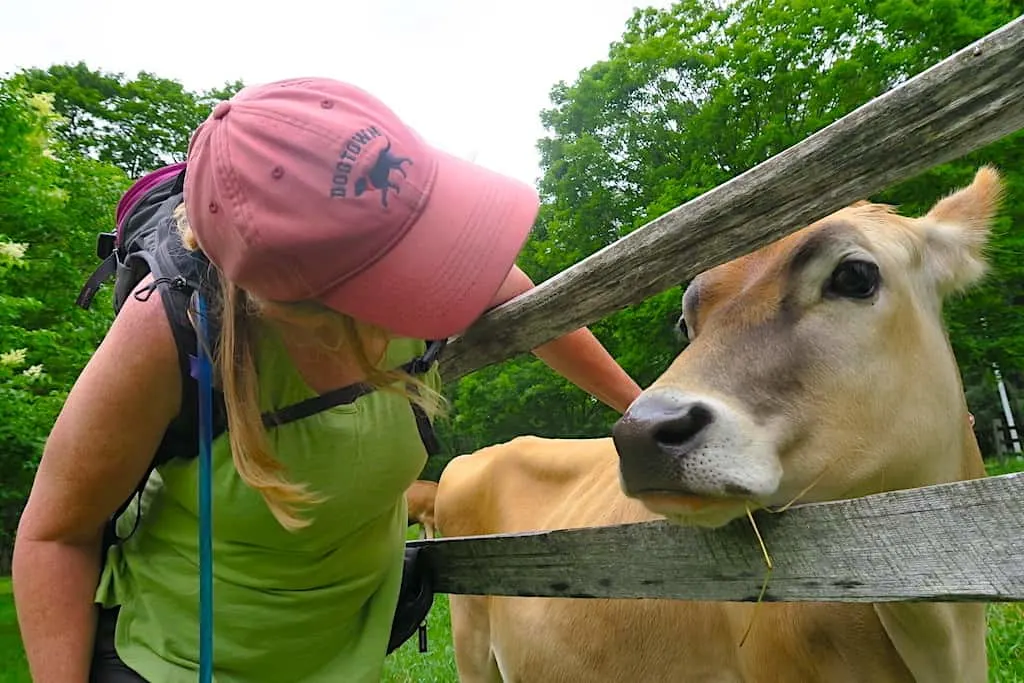 Tara pets a friendly Jersey cow at Billings Farm & Museum in Vermont.