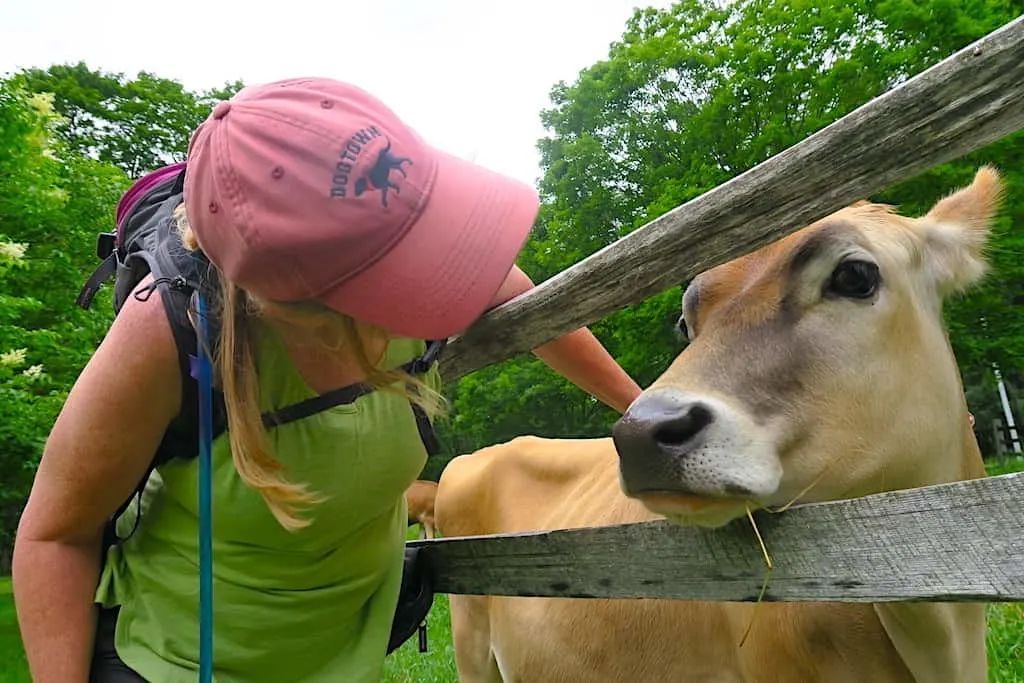 One of the adorable Jersey cows at Billings Farm & Museum in Woodstock.