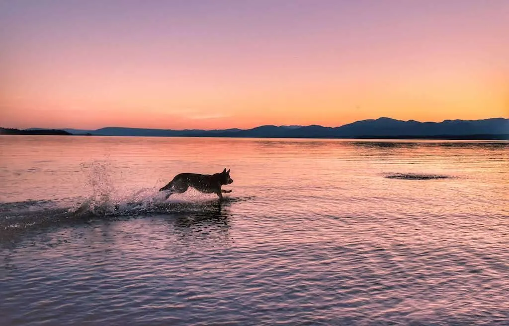 A German Shepherd chases a ball into Lake Champlain while the sun sets over the mountain.
