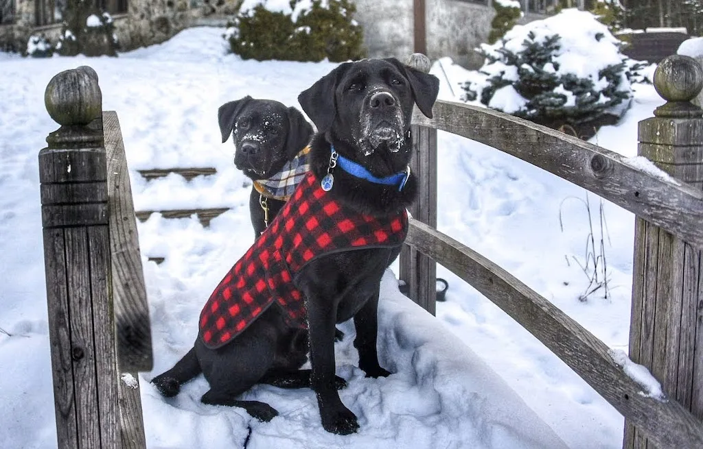 Flynn and Malinda sit on a footbridge in the snow in front of a pet-friendly cabin in Vermont.