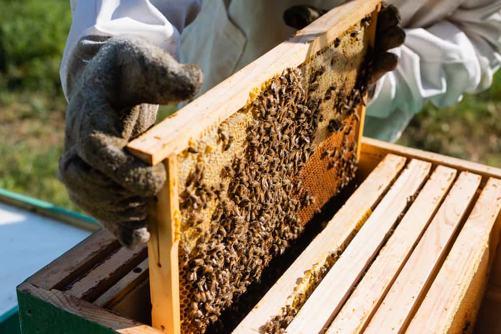 A apiarist holds a bee hive section with bees on it.