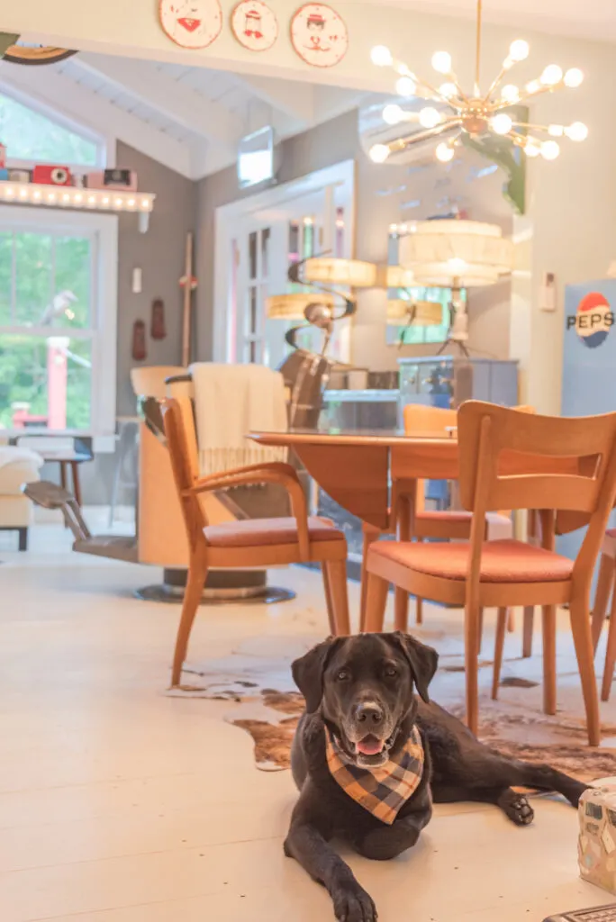 A black lab lies in the dining room of Velvet Antlers cottage in Shaftsbury, Vermont.