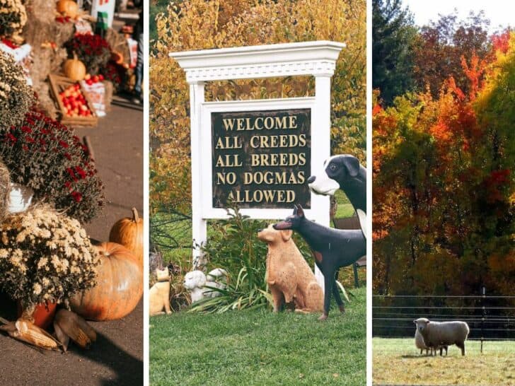 A collage of photos featuring harvest festivals during October in Vermont.