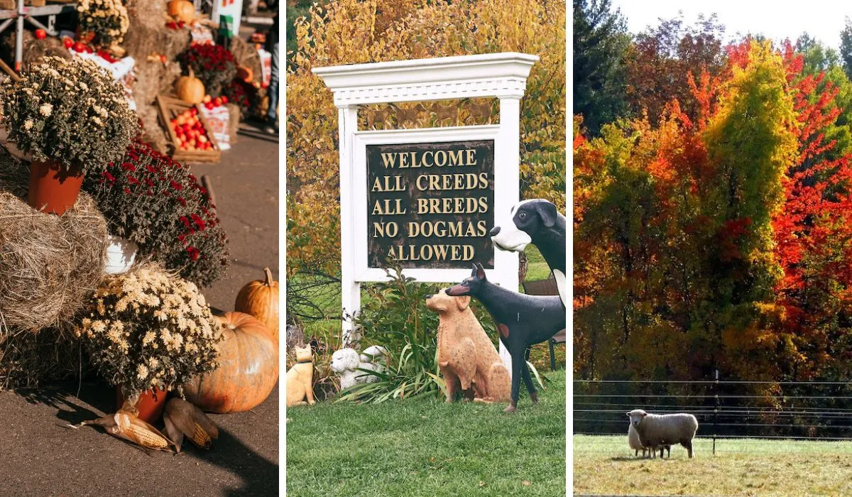 A collage of photos featuring harvest festivals during October in Vermont.