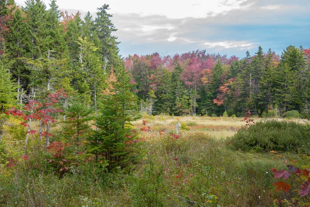 The wetland area near Grout Pond (taken September 25)