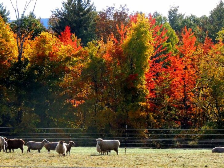 Sheep grazing in a field in Vermont.