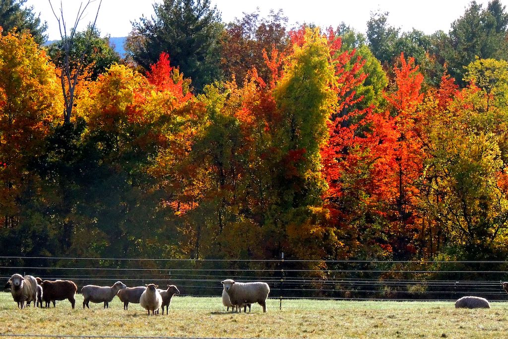 October in Vermont 15 Fall Festivals to Celebrate the Season in 2022