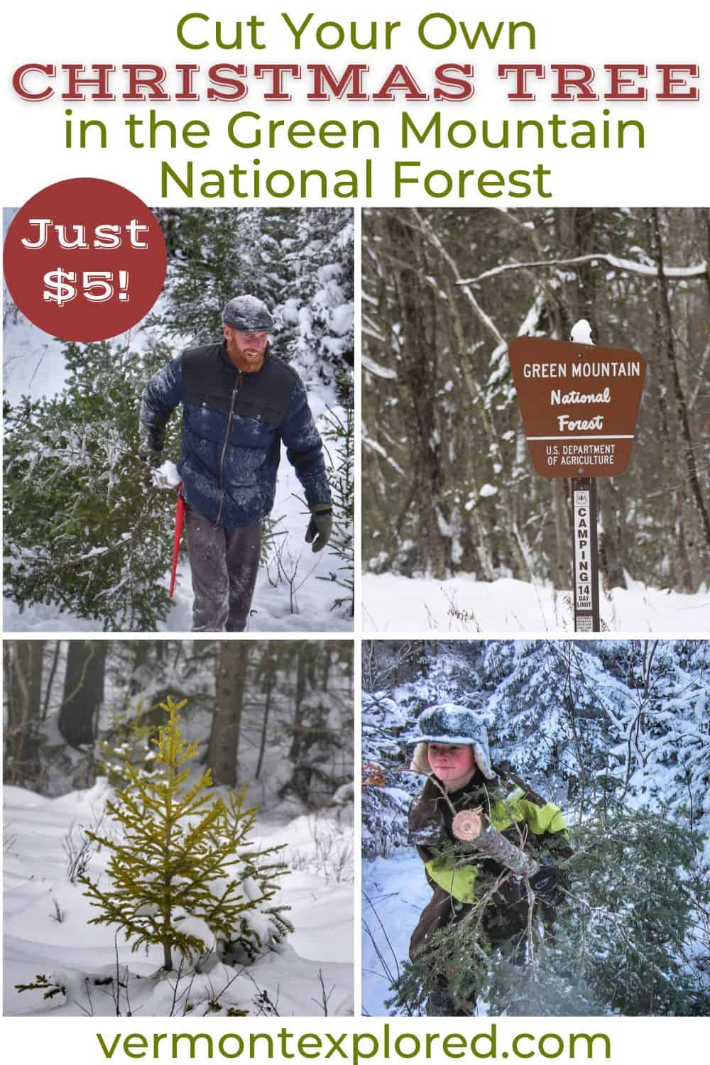Colville national forest christmas tree cutting