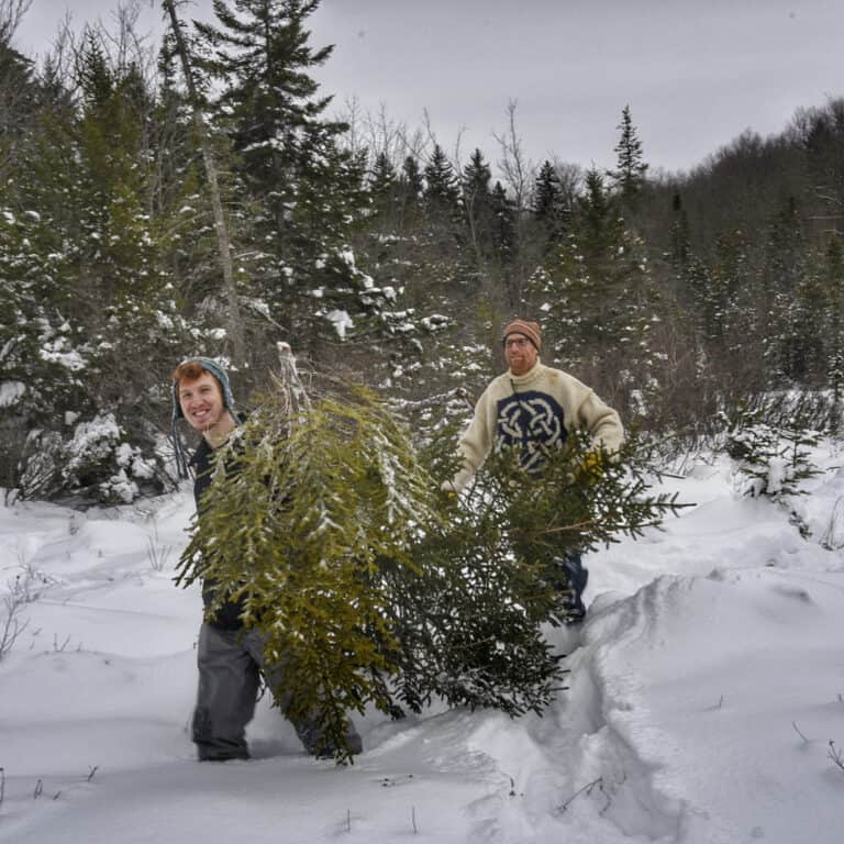 Cut Your Own Green Mountain National Forest Christmas Tree