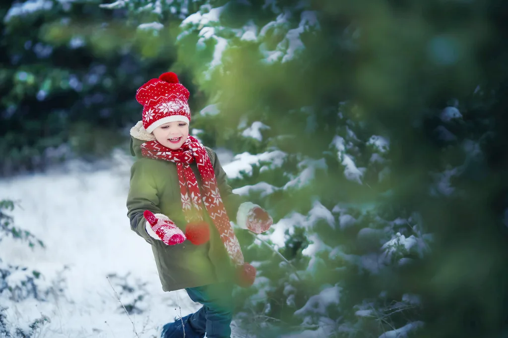 A little boy looks for the perfect tree at a Christmas tree farm. 
