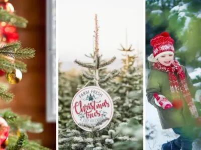 13 Beautiful Christmas Tree Farms in Vermont Where You Can Cut Your Own