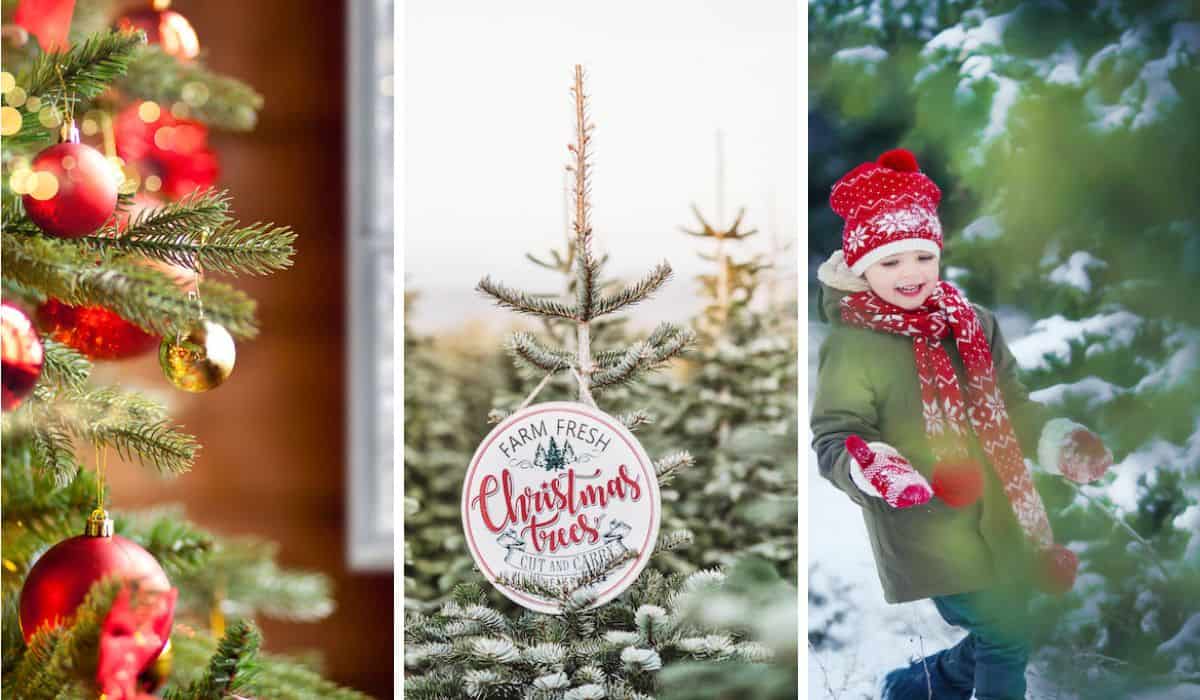 A collage of photos featuring Christmas tree farms in Vermont.