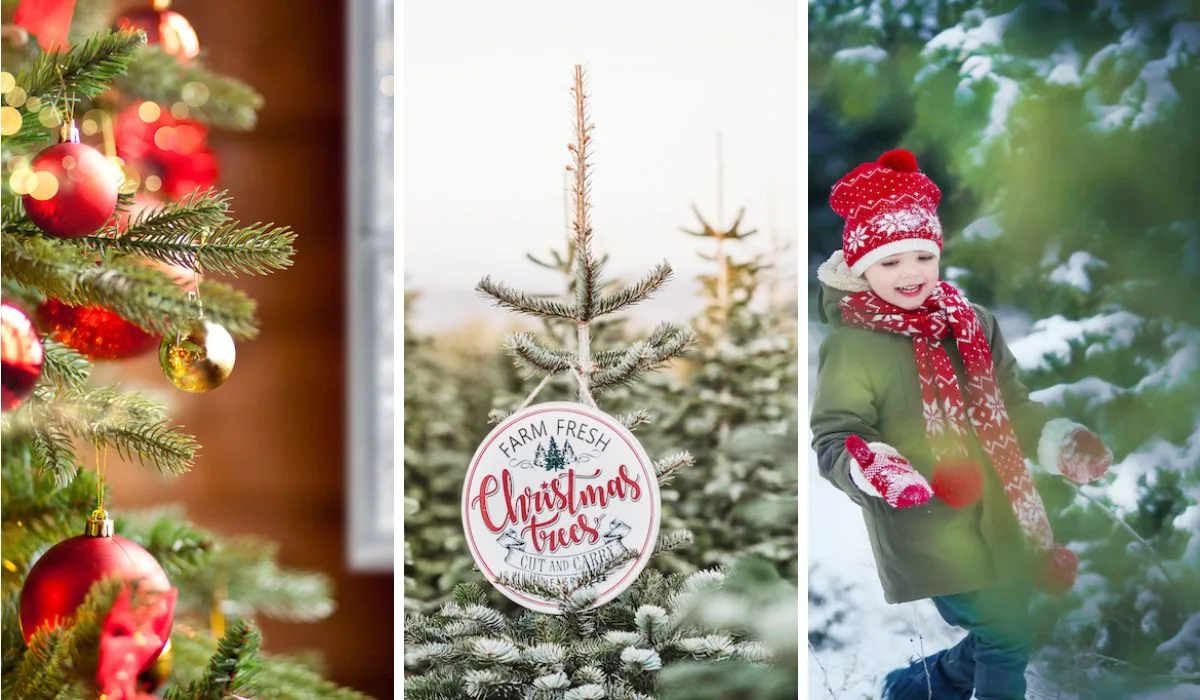 A collage of photos featuring Christmas tree farms in Vermont.