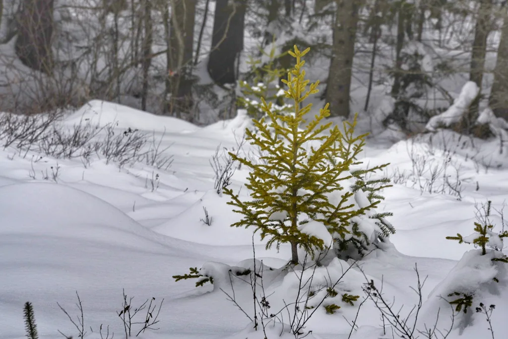 A small spruce tree growing in the Green Mountain National Forest.