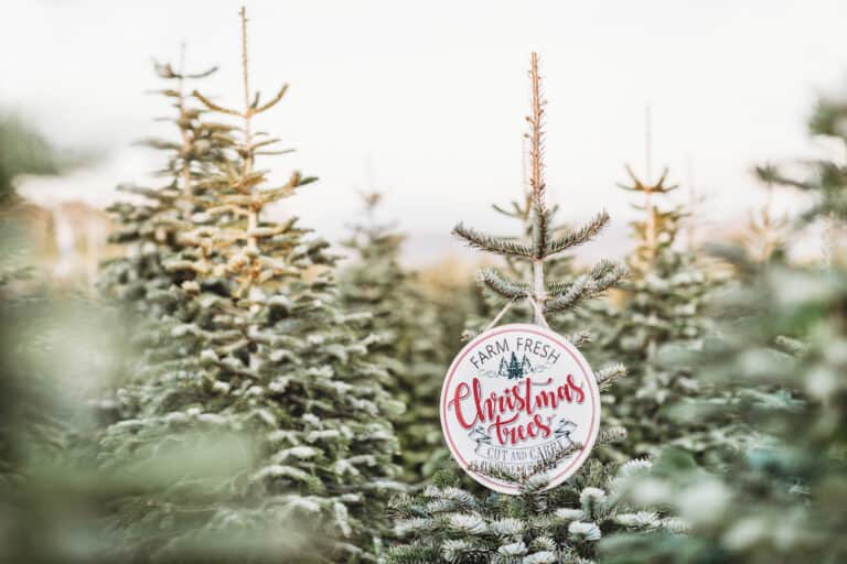 13 Beautiful Christmas Tree Farms in Vermont Where You Can Cut Your Own