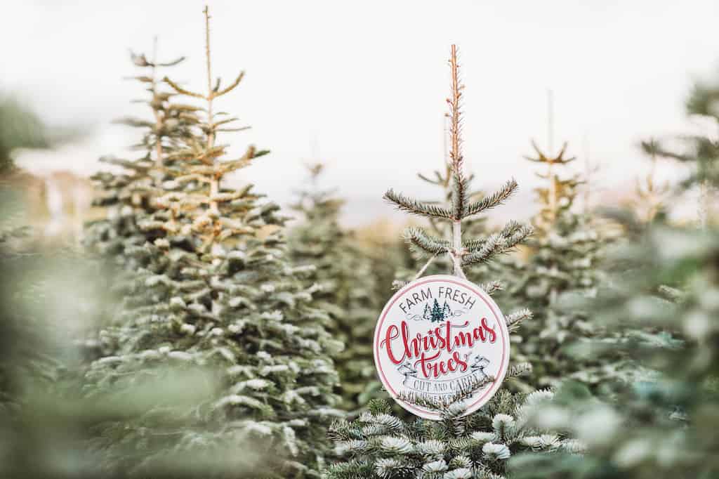 A grove of Christmas trees with a sign that says Farm Fresh Christmas Trees. 