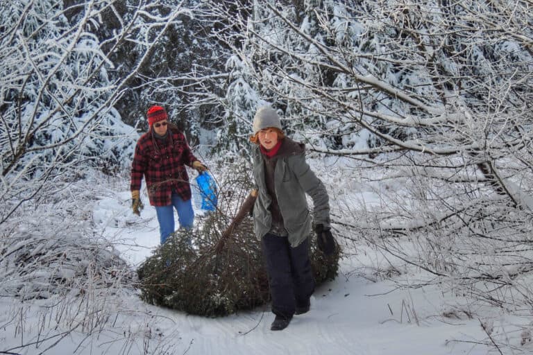 Cut Your Own Green Mountain National Forest Christmas Tree