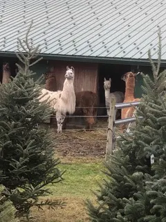 Llamas on a Vermont Christmas tree farm.