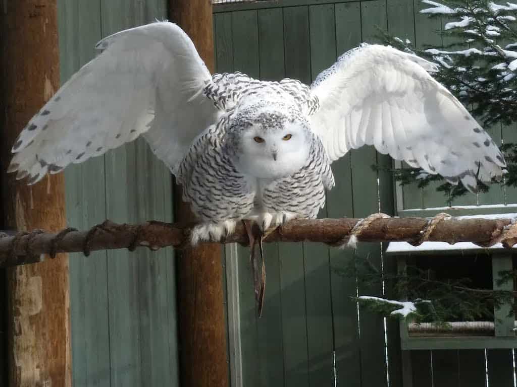 A snowy owl with wings spread at VINS nature center in Quechee, Vermont.