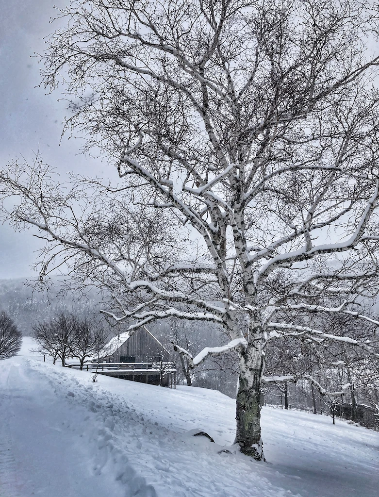 Merck Forest sugar house covered with snow.