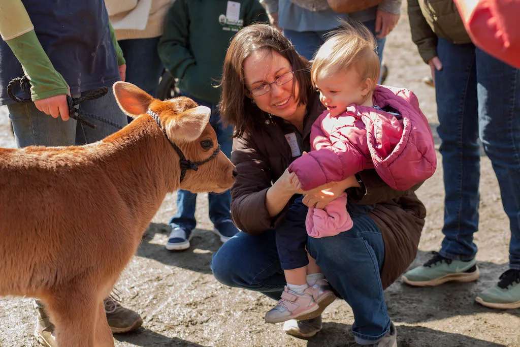 A baby Jersey cow greets a toddler in Woodstock, Vermont.