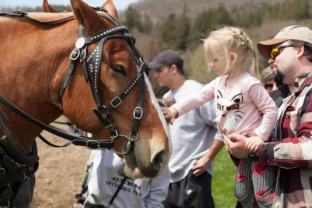 A young girl pets a bridled draft horse at Billings Farm & Museum in Vermont.