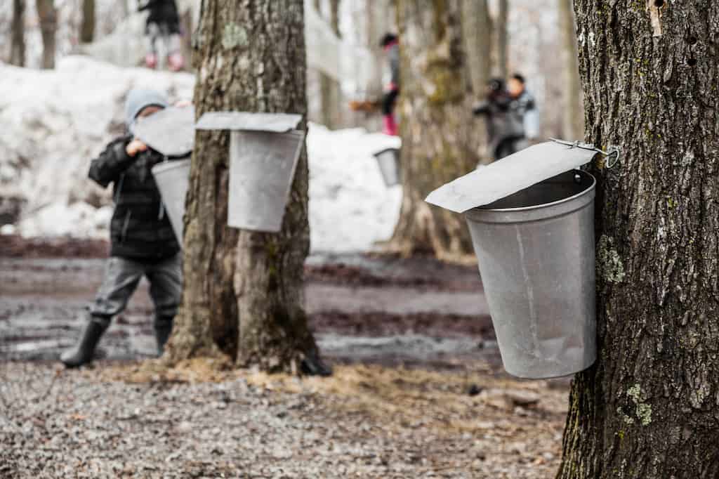 Kids peeking into maple sap buckets.