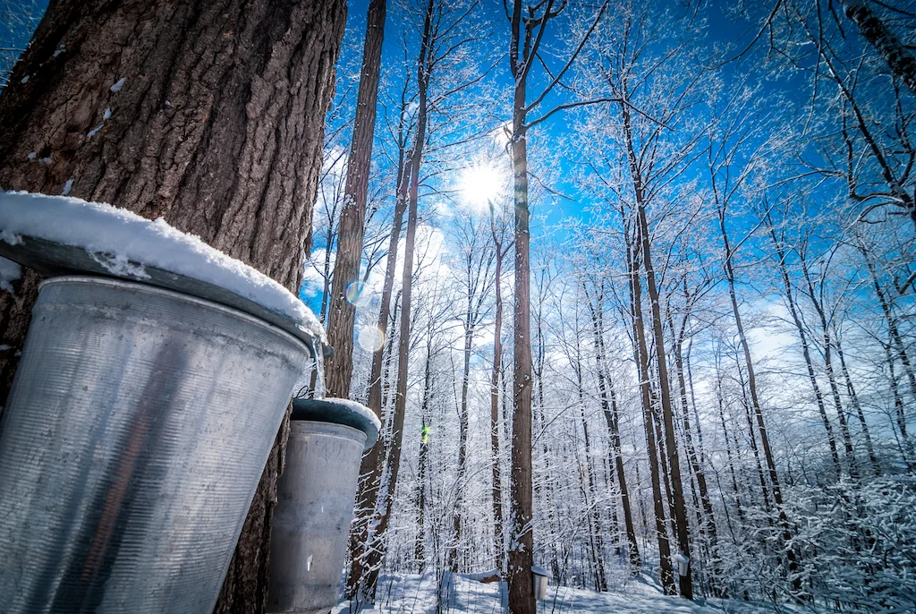 Maple sap buckets hanging on trees during Vermont mud season.