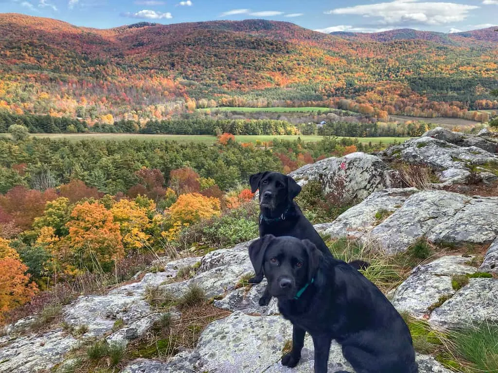 Two black labs pose in front of mountains covered with fall foliage in Vermont. 
