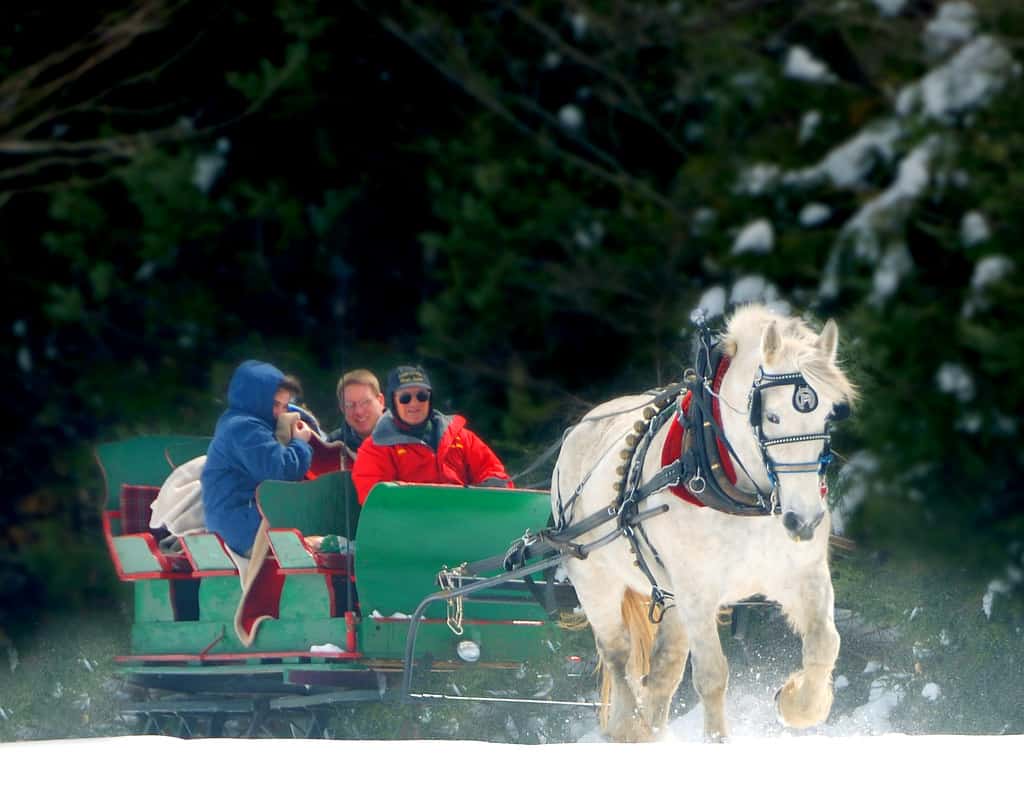 Gentle Giants horse-drawn sleigh rides in Stowe. 
