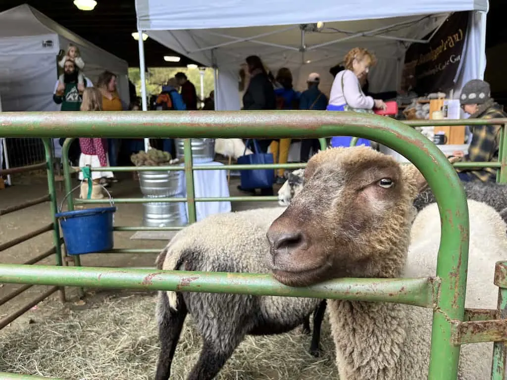 A lone sheep smiles at the camera from the Vermont Sheep & Wool Festival in Tunbridge.