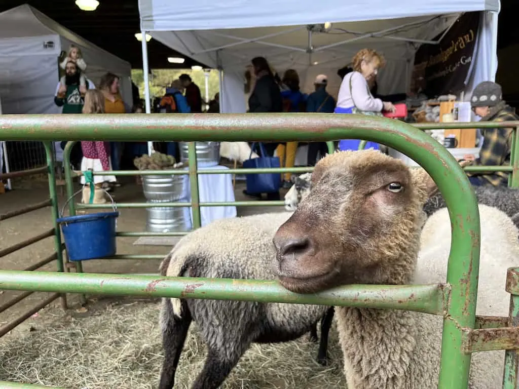 Sheep And Wool Festival 2024 Vermont Schedule Catina Sosanna