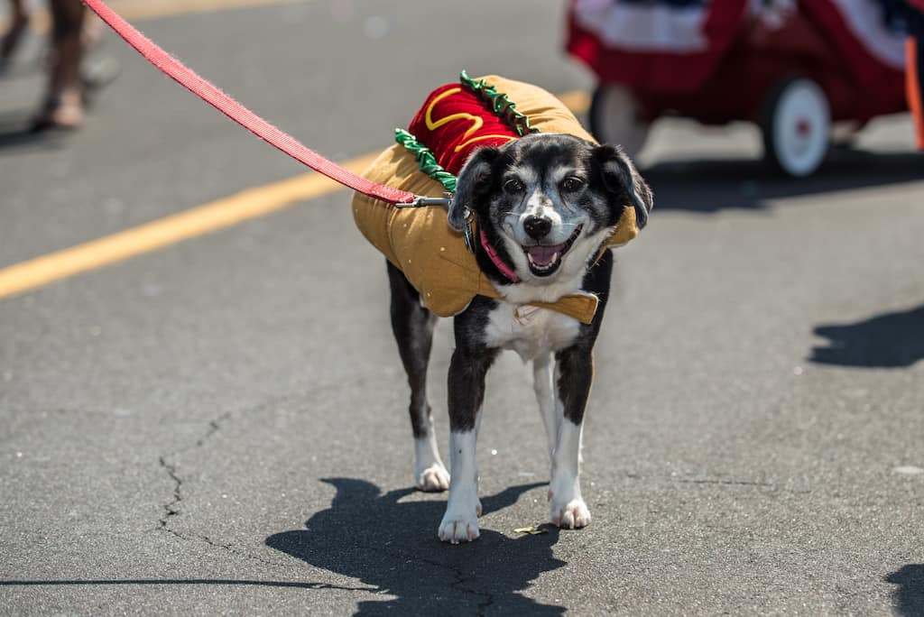  A mixed-breed dog wearing a hot-dog costume.