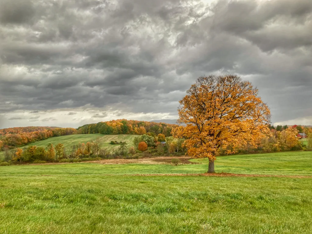 A lonely maple tree during fall foliage season in a field of green grass.
