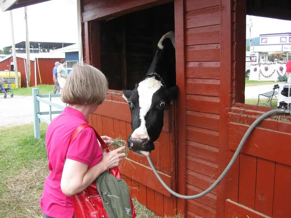A woman feeds hay to a Holstein cow at the Vermont State Fair in Rutland.
