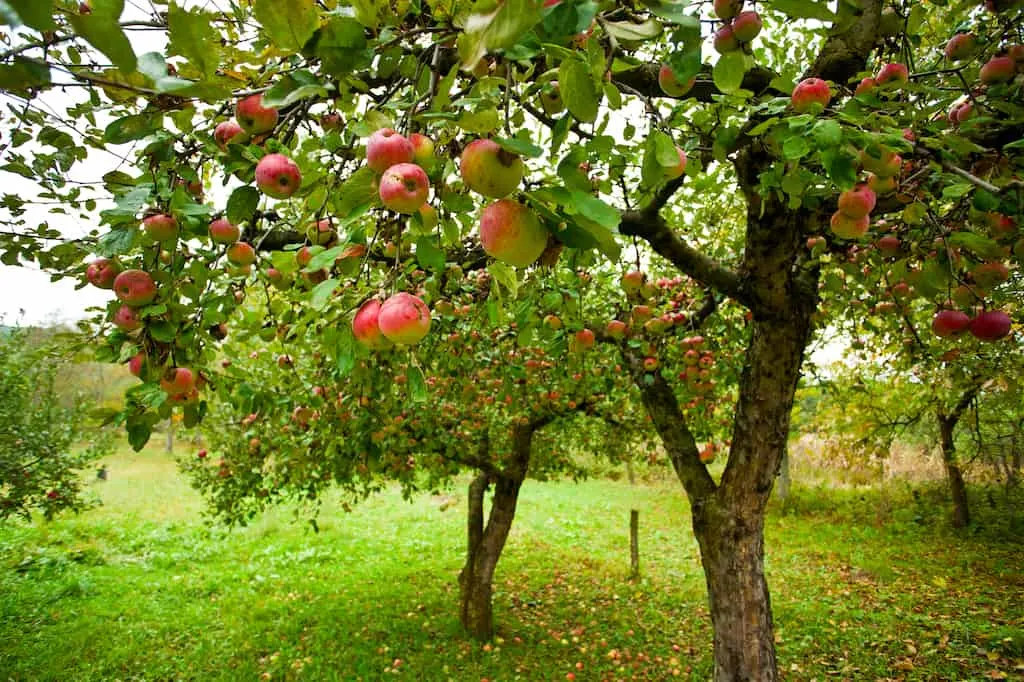 A local apple tree with loads of ripe apples.
