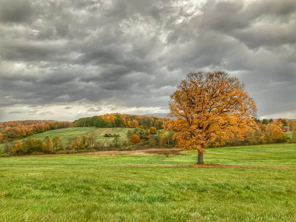 Mile-Around-Woods in North Bennington, VT.