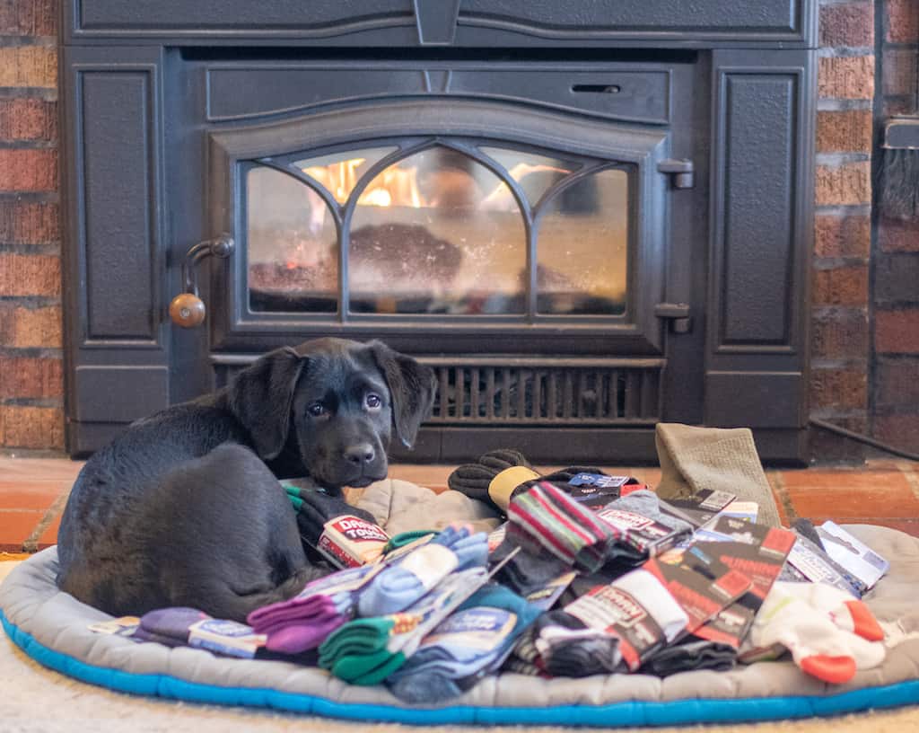 A black lab puppy laying next to a bundle of Darn Tough Wool Socks. 