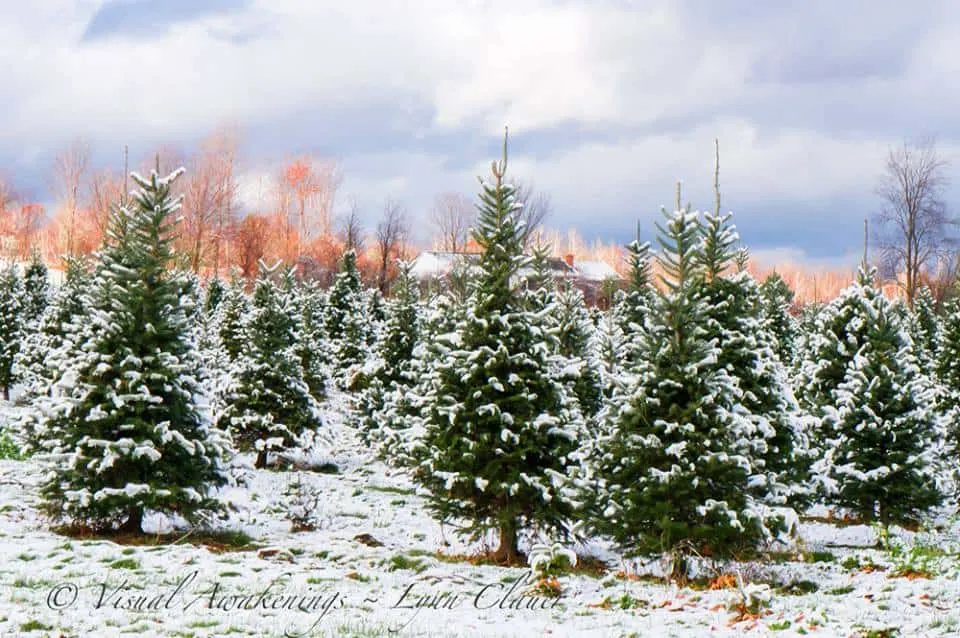 Christmas trees covered with snow at Isham Family Farm in Vermont. 